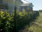 Plants: image 6 0f 16 thumb